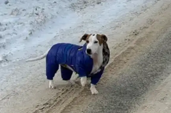 Найдена собака, Митянино, фото: Найдена собака, МО, джек-рассел, девочка