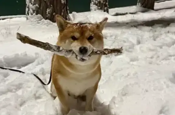 Собаки потеряшки, Матюшинское, фото: Потеряшка собака: Казань, Боровое Матюшино