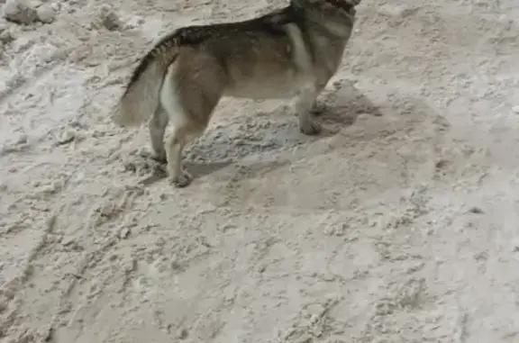 Найдена собака, Казань, фото: Собака найдена: ул. Тансык, Казань