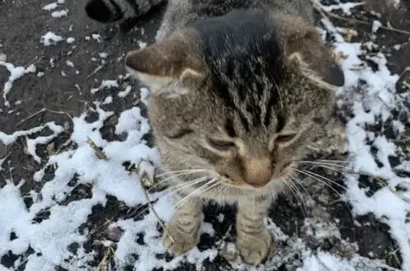 Пропала кошка, ул. Челюскинцев, Н. Новгород