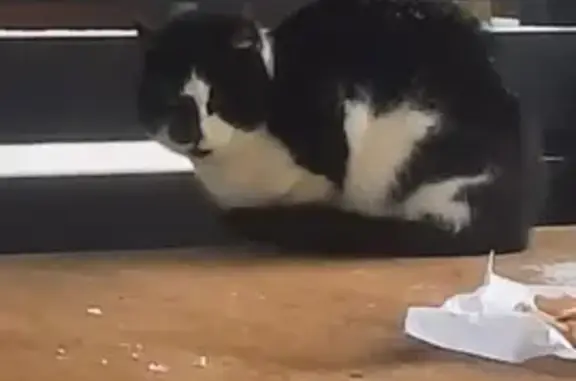 Кошка найдена: Колодезная ул. 2, Новожилово