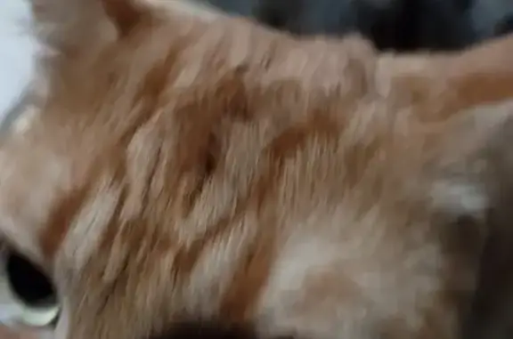 Кошки потеряшки, Стерлитамак, фото: Потеряшка кошка Леон, Стерлитамак, РБ