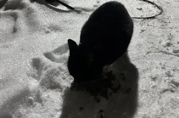 Найдена кошка, ул. Халтурина, Ярославль