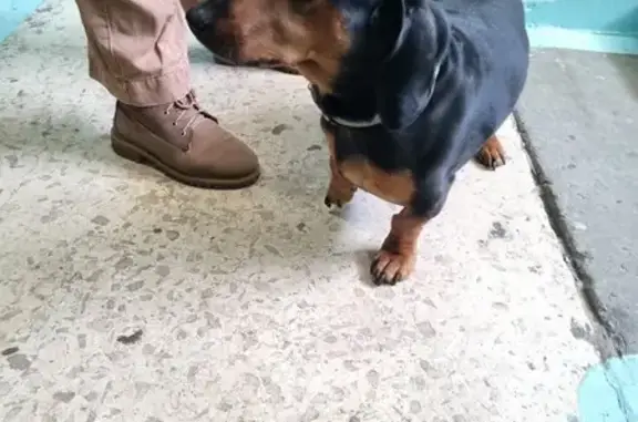 Найдена собака, Южный, фото: Такса найдена, Белинского 14, Южный