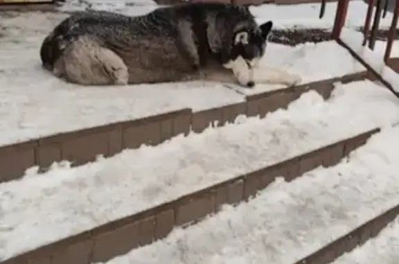 Найденные животные Казань, фото: Пропала собака, Казань, Татарстан