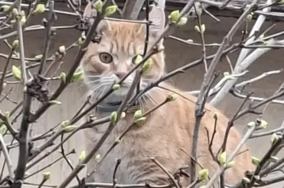 Пропал котёнок, Пригородная ул., Симферополь