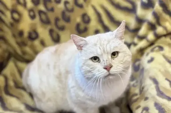 Найдена кошка, Большая Липовица, фото: Кошка найдена: ул. Бугрянка, Липовица