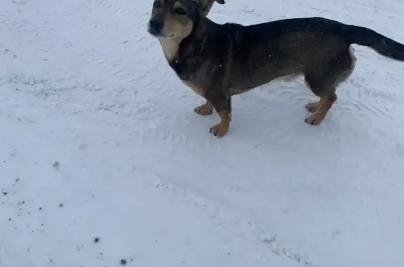 Найдена собака, Новая Беденьга, фото: Собака найдена: бульвар Чистые Пруды