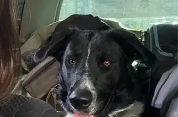 Собаки потеряшки, , фото: Потеряшка собака Тайсон, Худякова 22/1