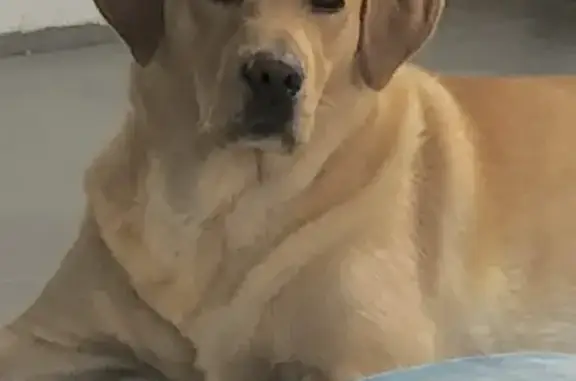 Собаки потеряшки, Дорожный, фото: Потеряшка собака, Кутузовская ул., 30