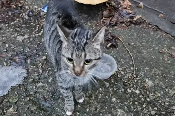 Серая кошка найдена на Липовской, 4