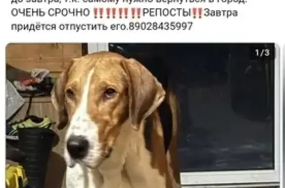 Найдена собака, Тульская область, фото: Найдена собака, Веневское шоссе, Крюково