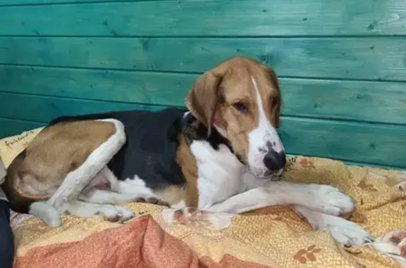 Найденные животные Крюково, фото: Собака найдена: Венёвское шоссе, Крюково