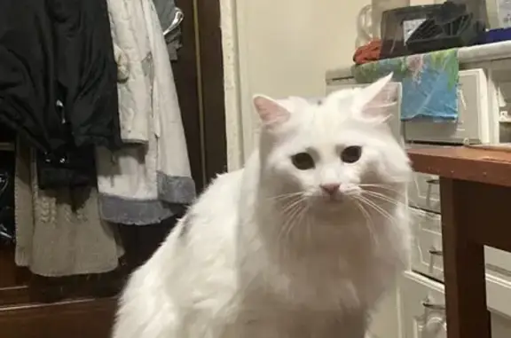 Кошки потеряшки, Костомукша, фото: Потеряшка кошка, пр. Горняков 2В, Костомукша