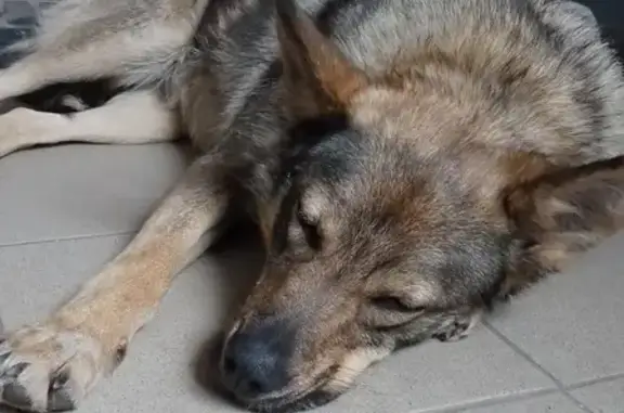 Найдена собака, Ясная ул., 1, Залесье