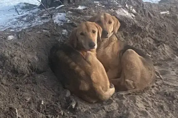 Найдена собака, , фото: Собаки найдены в лесу, Советская ул., Марково