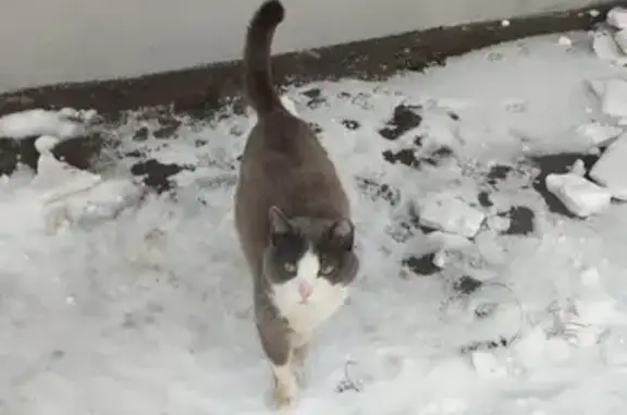 Кошка найдена: ул. Нефтяников, 18 к2