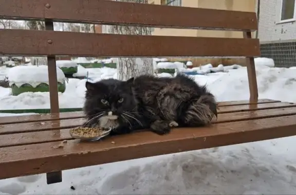 Кошка найдена, Ворошилова 30, Тольятти