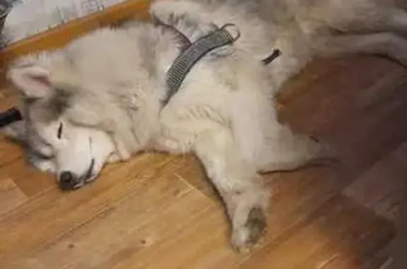 Найдена собака, Волгоград, фото: Серый хаски найден на ул. Таращанцев