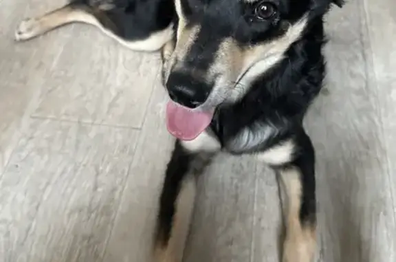 Найдена собака, Волгоград, фото: Собака найдена у гимназии, ул. Отрады 30