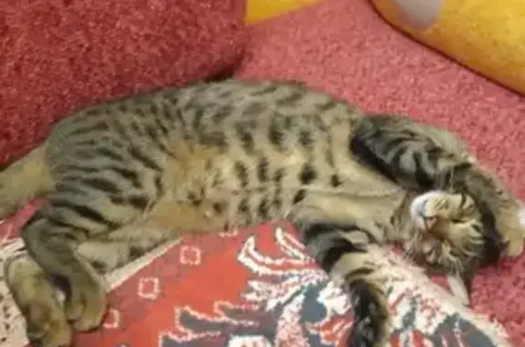 Кошки потеряшки, Ессентуки, фото: Потеряшка кошка, Ессентуки, Садовый 10