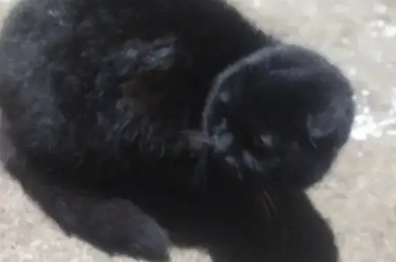 Найдена кошка, Курск, фото: Найдена кошка, ул. Крюкова, 11, Курск