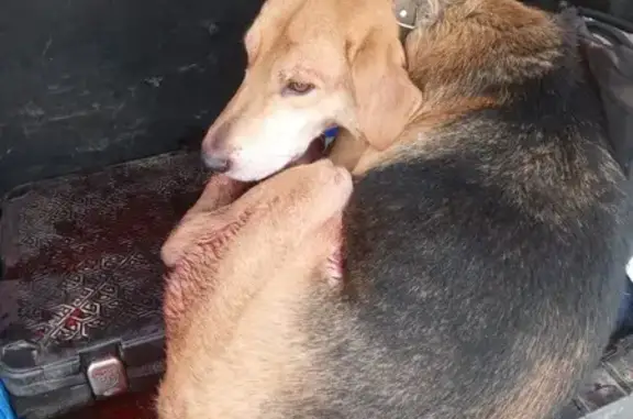 Русская гончая найдена: 46К-5361, МО