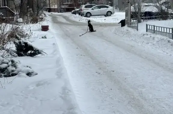 Собака найдена: Бульварная ул, 4А, Омск