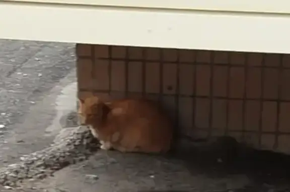 Найдена кошка, Волгодонск, фото: Котята и кошка ищут дом, ул. Карла Маркса
