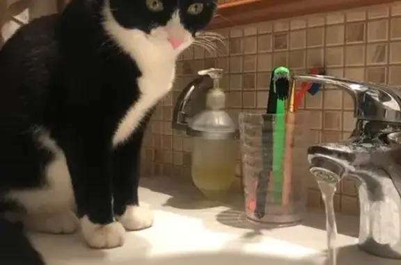 Объявления о пропавших и найденных животных, Ганино, фото: Пропала кошка, ул. Тружеников 33, Ганино