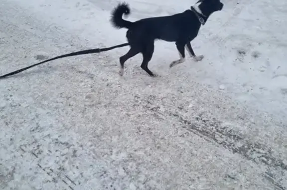 Собака найдена, Бульварная 4А, Омск