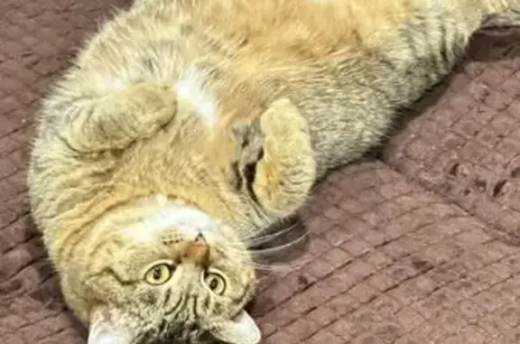 Кошки потеряшки, Красноярск, фото: Потеряшка кошка, Красноярск, Джамбульская 5