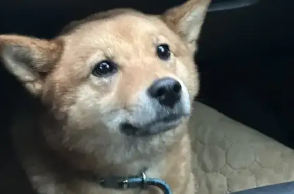 Найдена собака, Агалатово, фото: Собака найдена: Полевая ул. 11, Агалатово