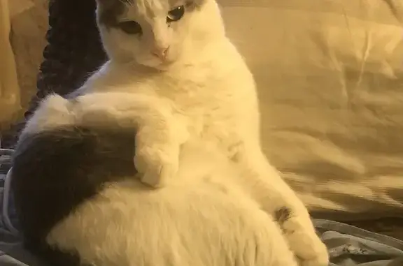 Кошки потеряшки, Тамбов, фото: Потеряшка кошка, Магистральная ул, 1, Тамбов