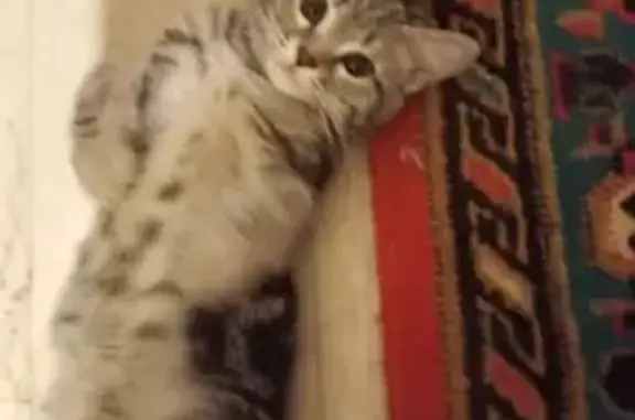 Найдена кошка, Тамбов, фото: Кошка найдена: Рязанская ул., 6, Тамбов