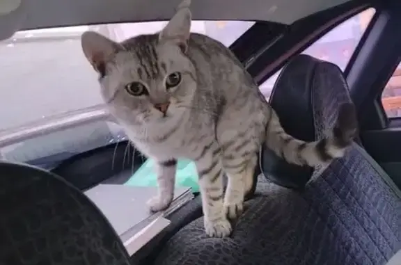 Кошки потеряшки, Белая, фото: Потеряшка кот, Советская ул. 60, Белая