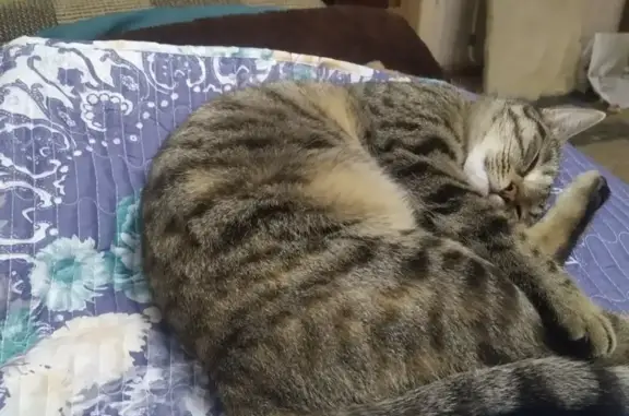 Потерянные животные Ташкент, фото: Пропала кошка, Ташкент, Алтынтапган 4