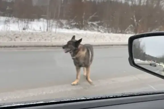Найдена собака, Просницкое, фото: Собака бегает у трассы 33Р-013, Просница