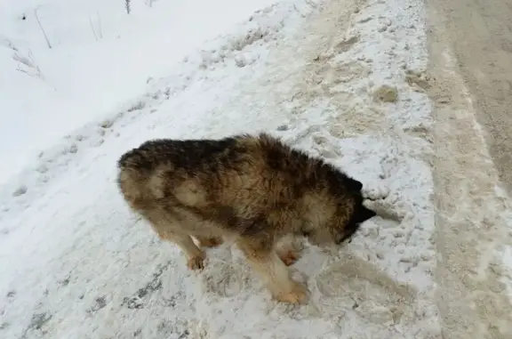 Найдена собака на Псковской, 1, Пермь