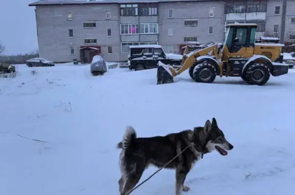 Пропала собака, ул. Титова, 8, Нарьян-Мар