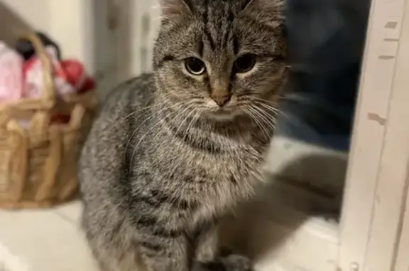 Объявления о пропавших и найденных животных, Великие Луки, фото: Кот найден на Пионерская, 4, Великие Луки