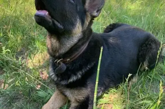 Собаки потеряшки, , фото: Потеряшка овчарка, Казань, ул. Центр-Мар. 45/113