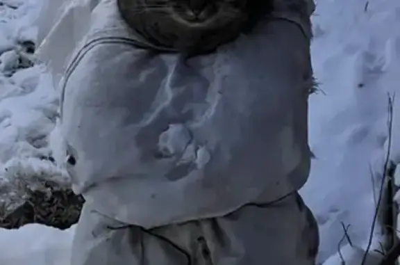 Найденные животные Ростовка, фото: Найдена кошка, Омск, пос. Ростовка, 24