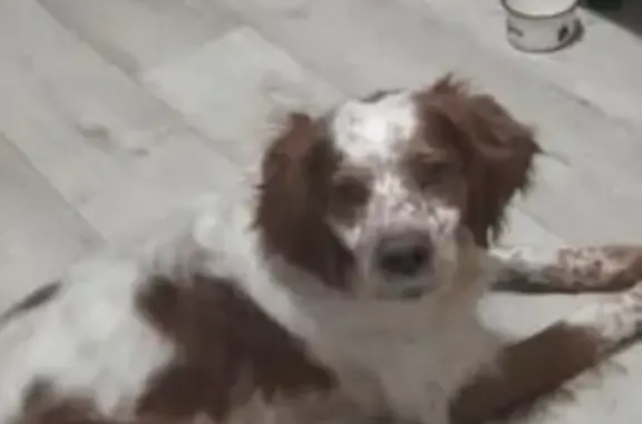 Найдена собака, Шекшово, фото: Собака найдена: Новая ул., Шекшово