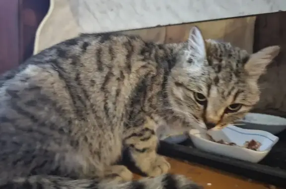 Кот найден: Оренбургская область