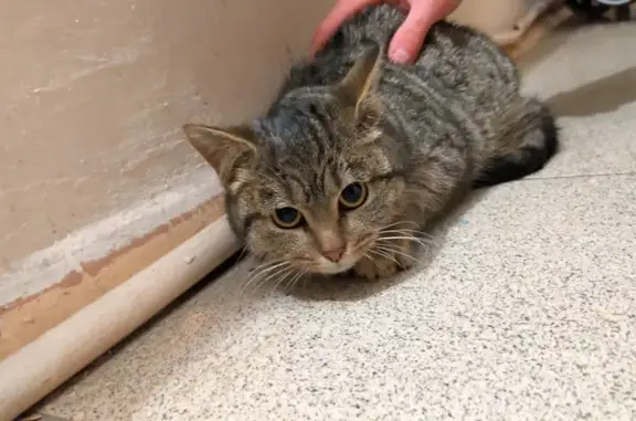 Кошка найдена на ул. 40 лет Победы, 48