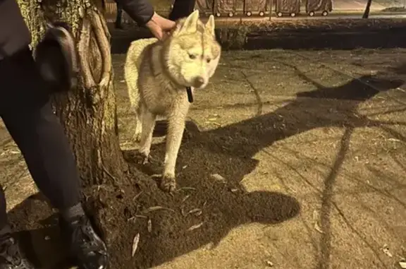 Хаски найден в центре парка, Воронеж