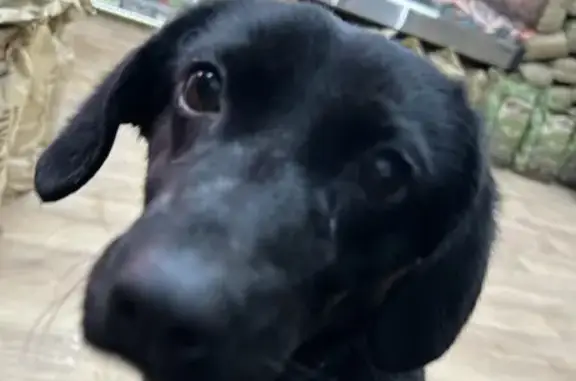 Собака найдена, ул. Карла Маркса, 20/47