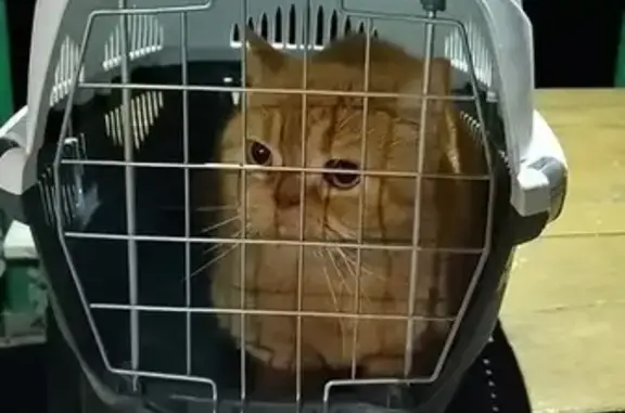 Найдена кошка, Алупка, фото: Рыжий кот найден, ул. Кошевого, Алупка