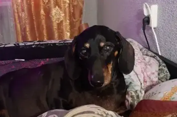 Собаки потеряшки, , фото: Потеряшка собака, ул. Большая Московская 76